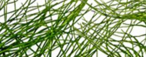 Brush photoshop Grass Brushes