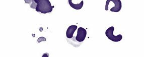 Brush photoshop Cherry Brushes