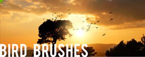Brush photoshop Flying birds brushes