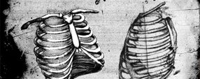 Brush photoshop Photoshop Ribcage brushes