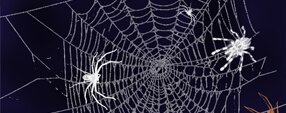 Brush photoshop Spiders Brushes